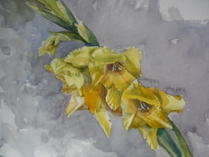 Yellow Gladioli