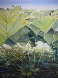 gunnera